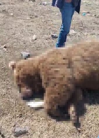 TIR&rsquo;ın &ccedil;arptığı boz ayı telef oldu
