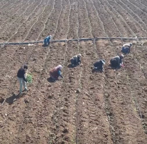 Elazığ&rsquo;da domates &uuml;retiminde yeni sezon  başladı
