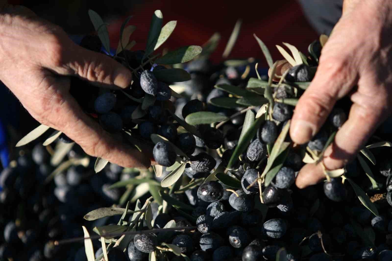 Bir kilogram zeytin i&ccedil;in 6798 litre suya ihtiya&ccedil; duyuluyor
