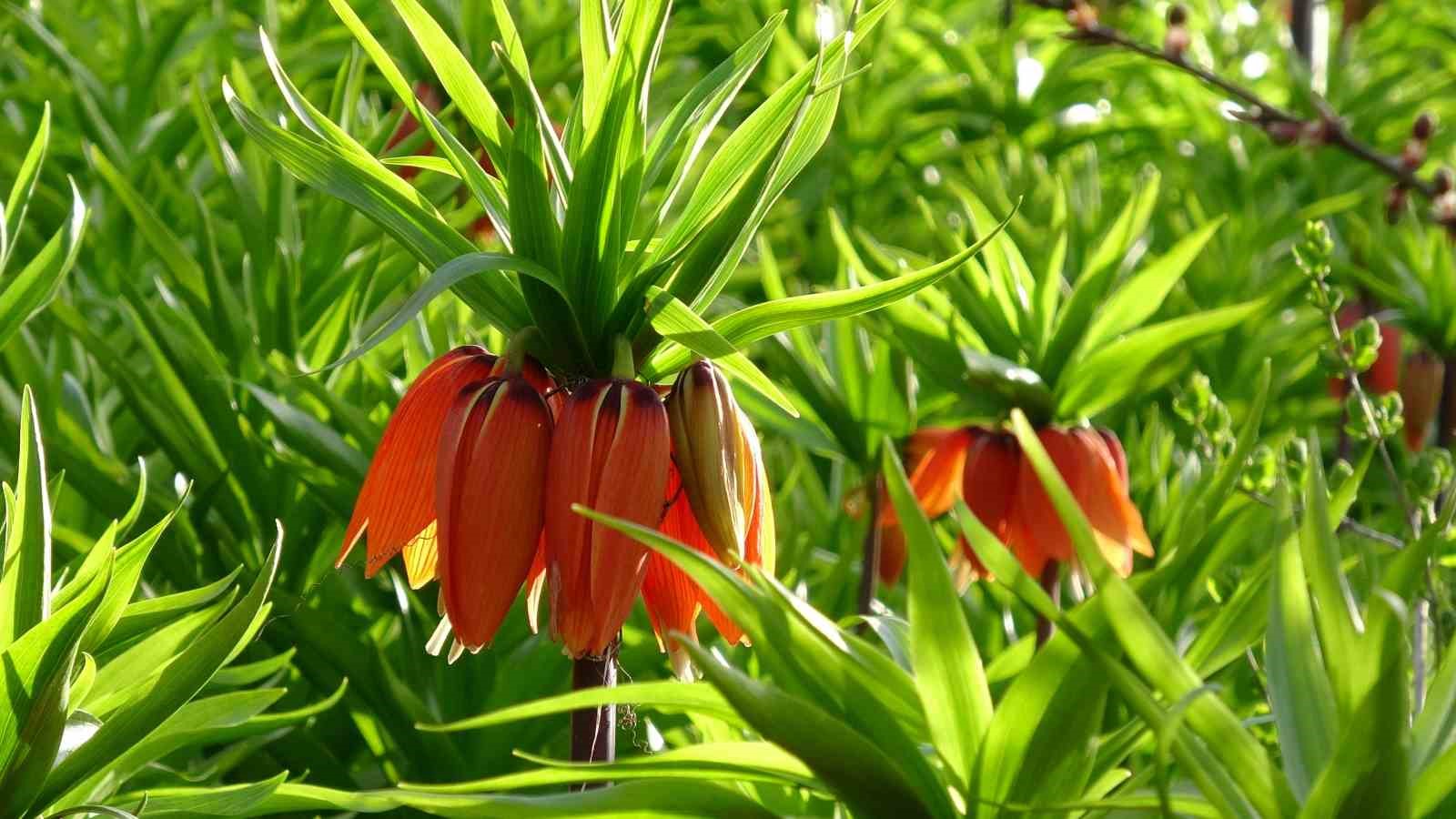 Malatya&rsquo;da ters laleler doğayı renklendirdi

