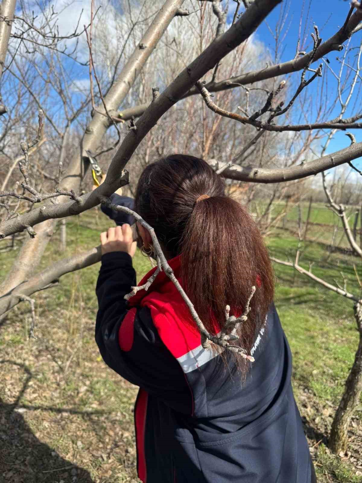 Meyve ağaçlarında budama çalışmaları devam ediyor