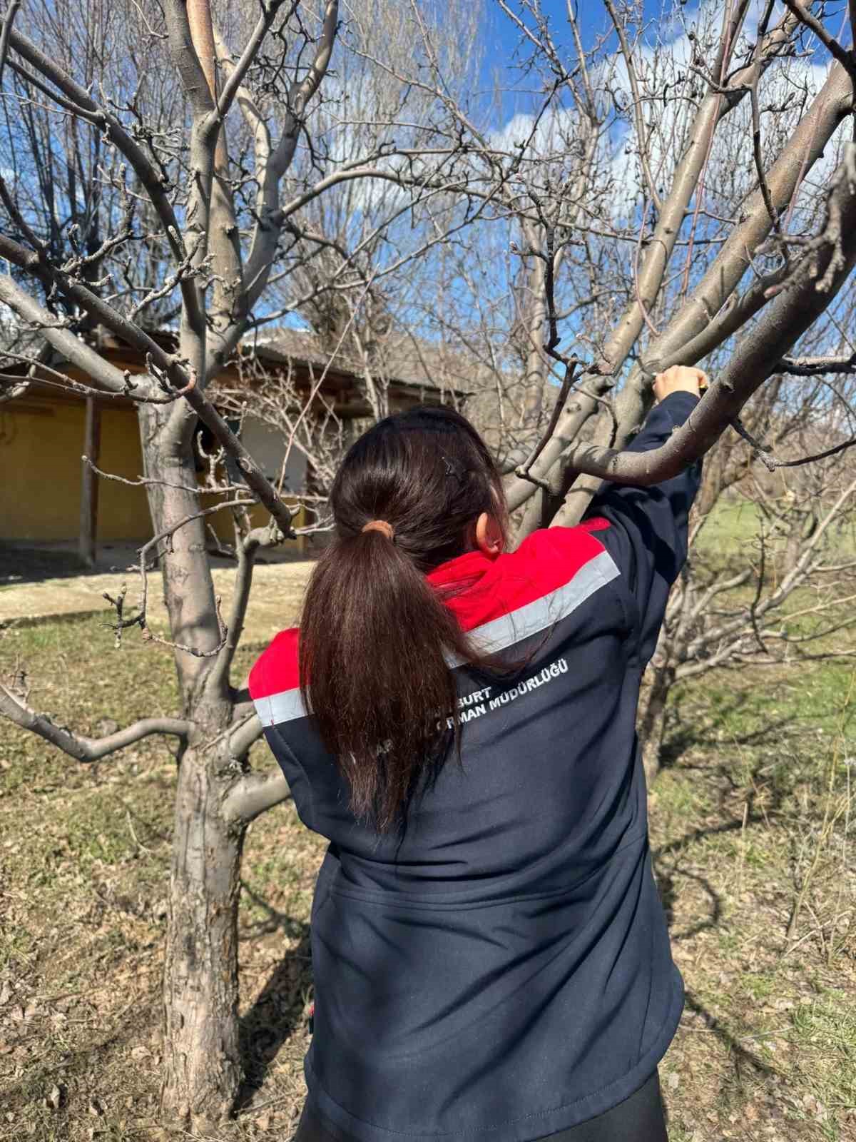 Meyve ağa&ccedil;larında budama &ccedil;alışmaları devam ediyor
