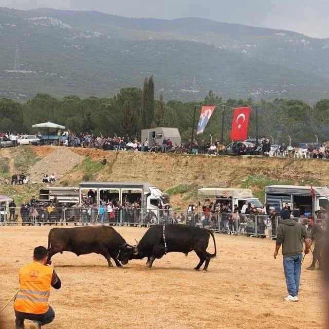 Kemalpaşa&rsquo;da 3. Boğa G&uuml;reşi Festivali heyecanı
