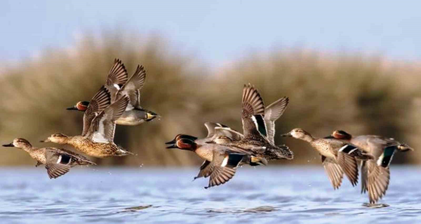 Savcının objektifinden yaban hayatı