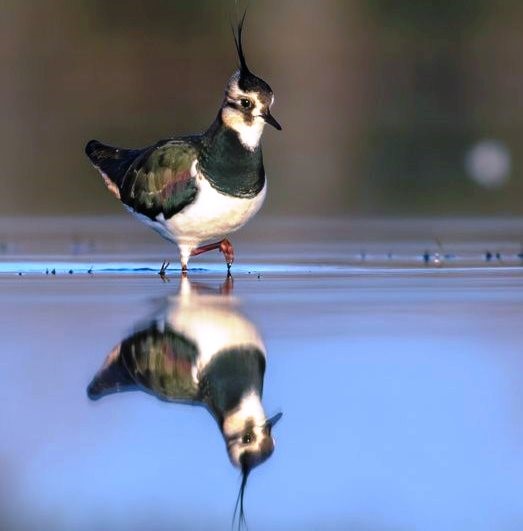 Savcının objektifinden yaban hayatı
