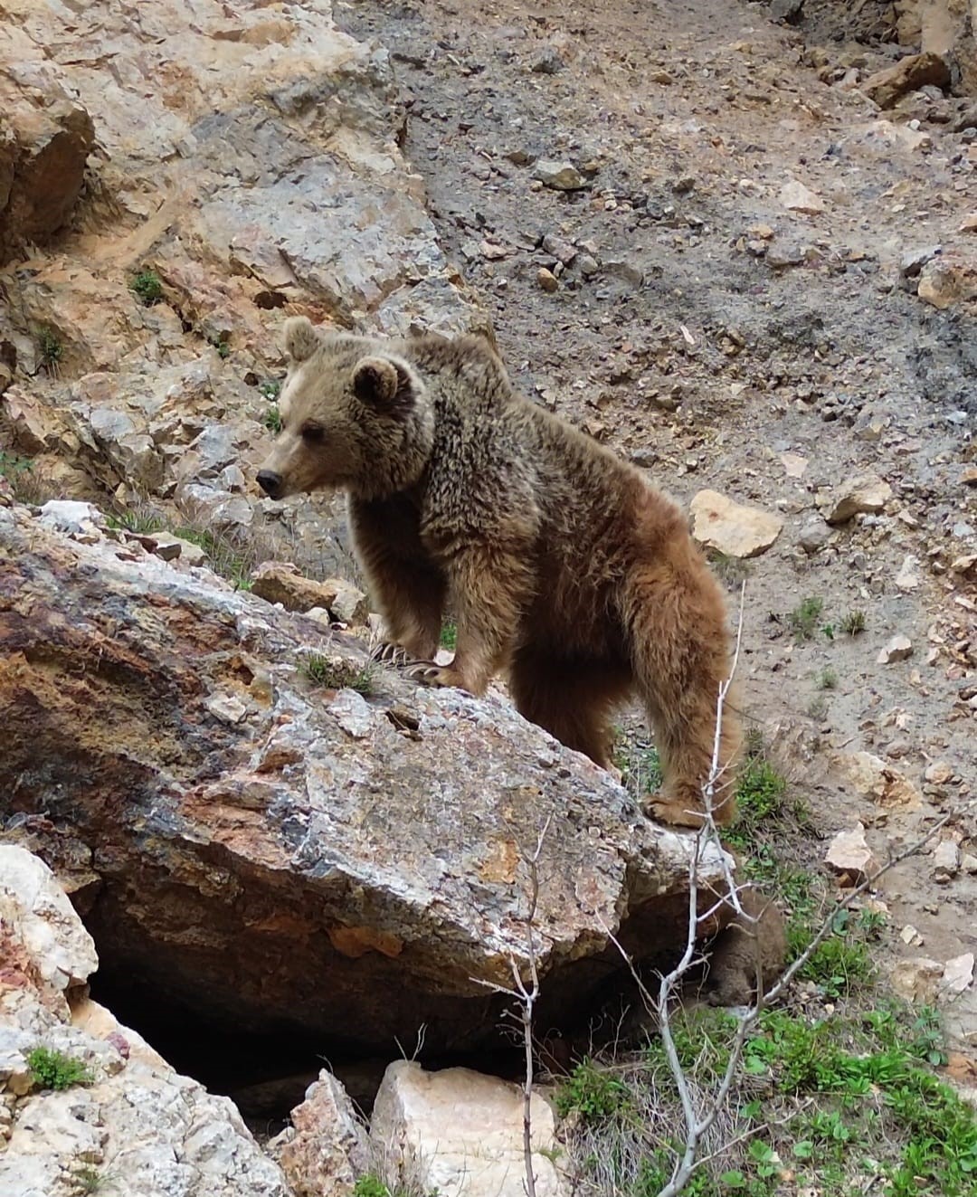 Tunceli&rsquo;de ayı ve yavrusu dron ile g&ouml;r&uuml;nt&uuml;lendi

