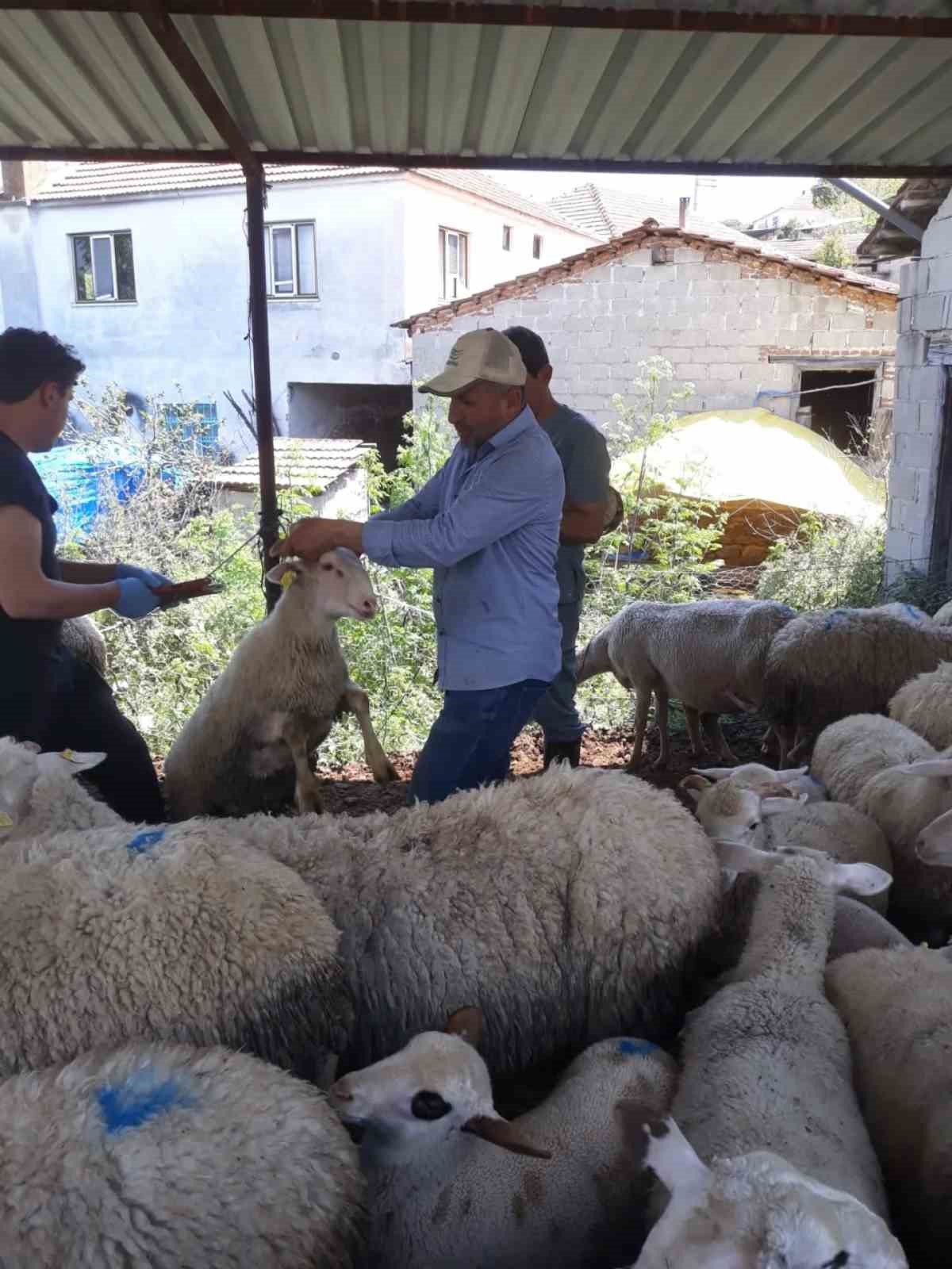 Karpuzlu&rsquo;da k&uuml;&ccedil;&uuml;kbaş hayvanlar kayıt altına alınıyor
