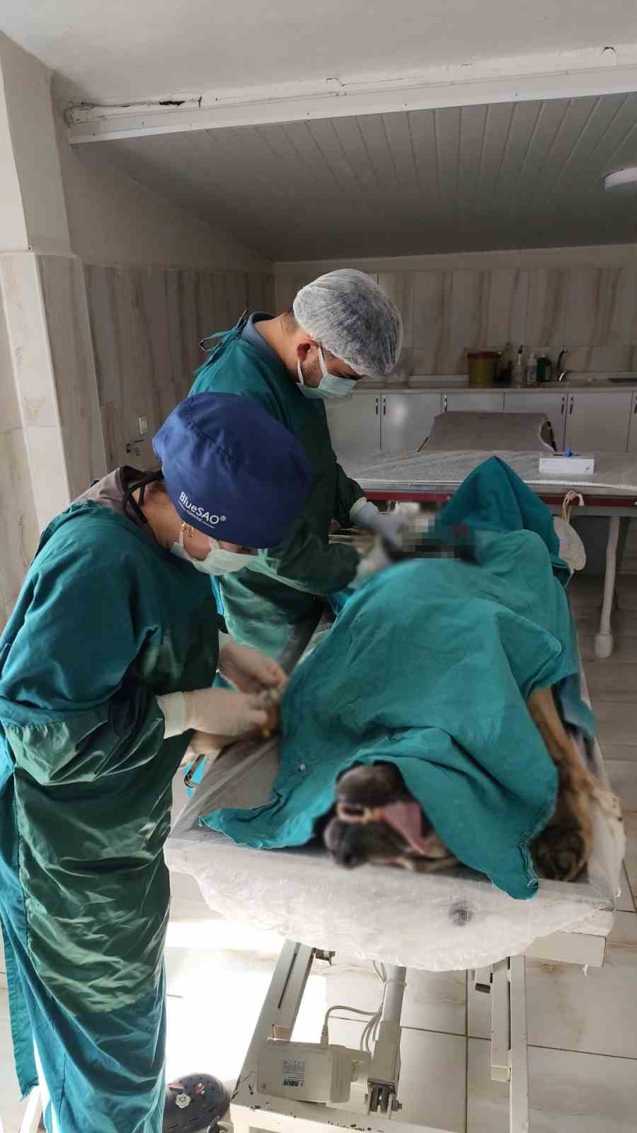 Mardin Hayvan Bakımevinde k&ouml;pekteki 1 kiloluk t&uuml;m&ouml;r operasyonla alındı
