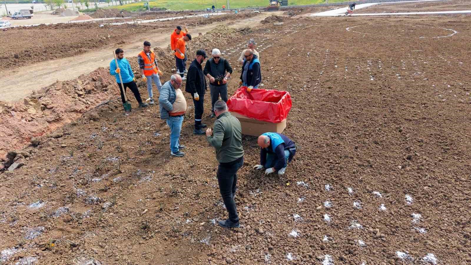 Başiskele&rsquo;de 15 bin g&uuml;l fidanı toprakla buluşuyor
