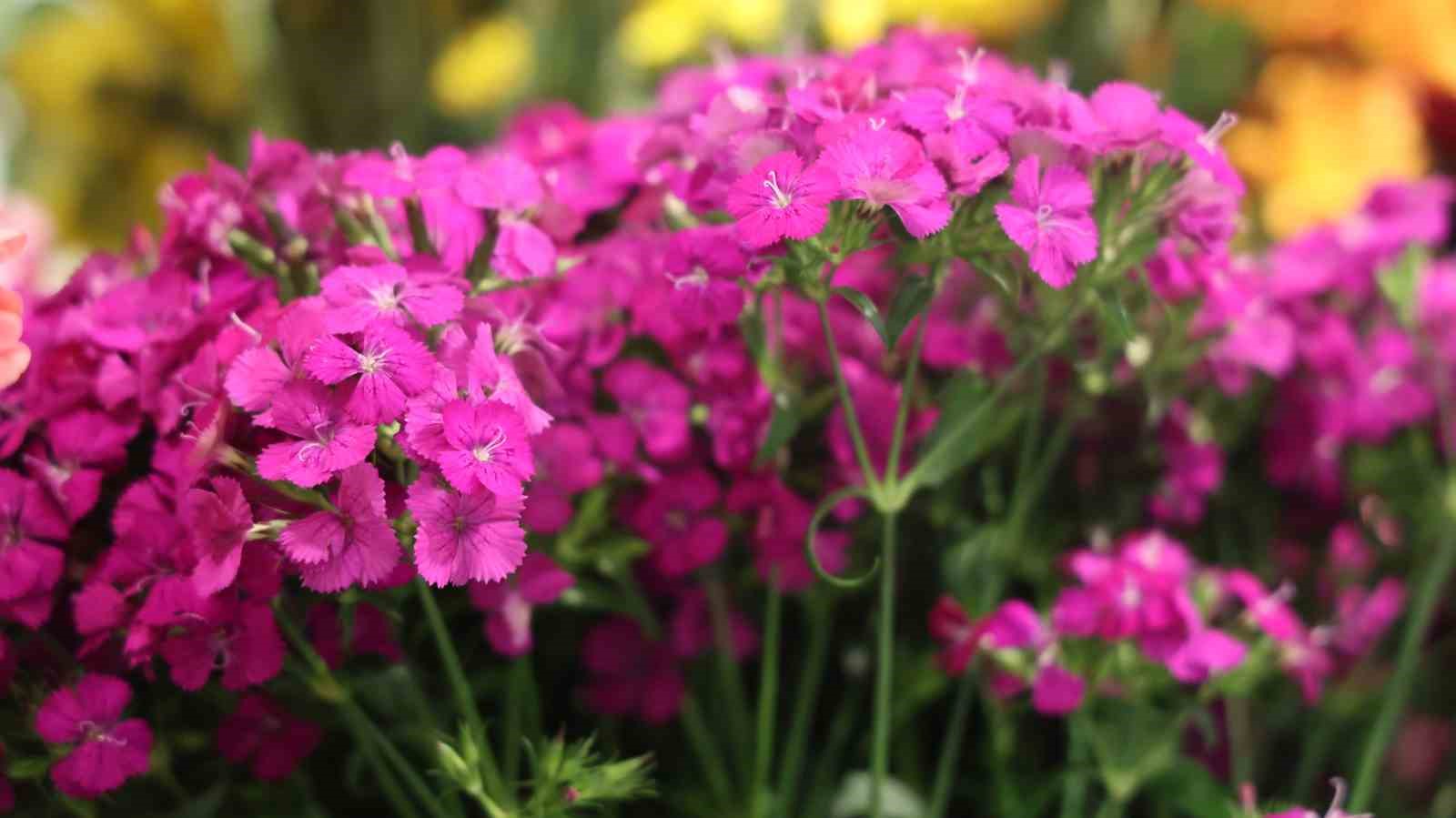 D&uuml;ğ&uuml;n sezonu &ouml;ncesi &ccedil;i&ccedil;ek&ccedil;ilerde yoğun mesai
