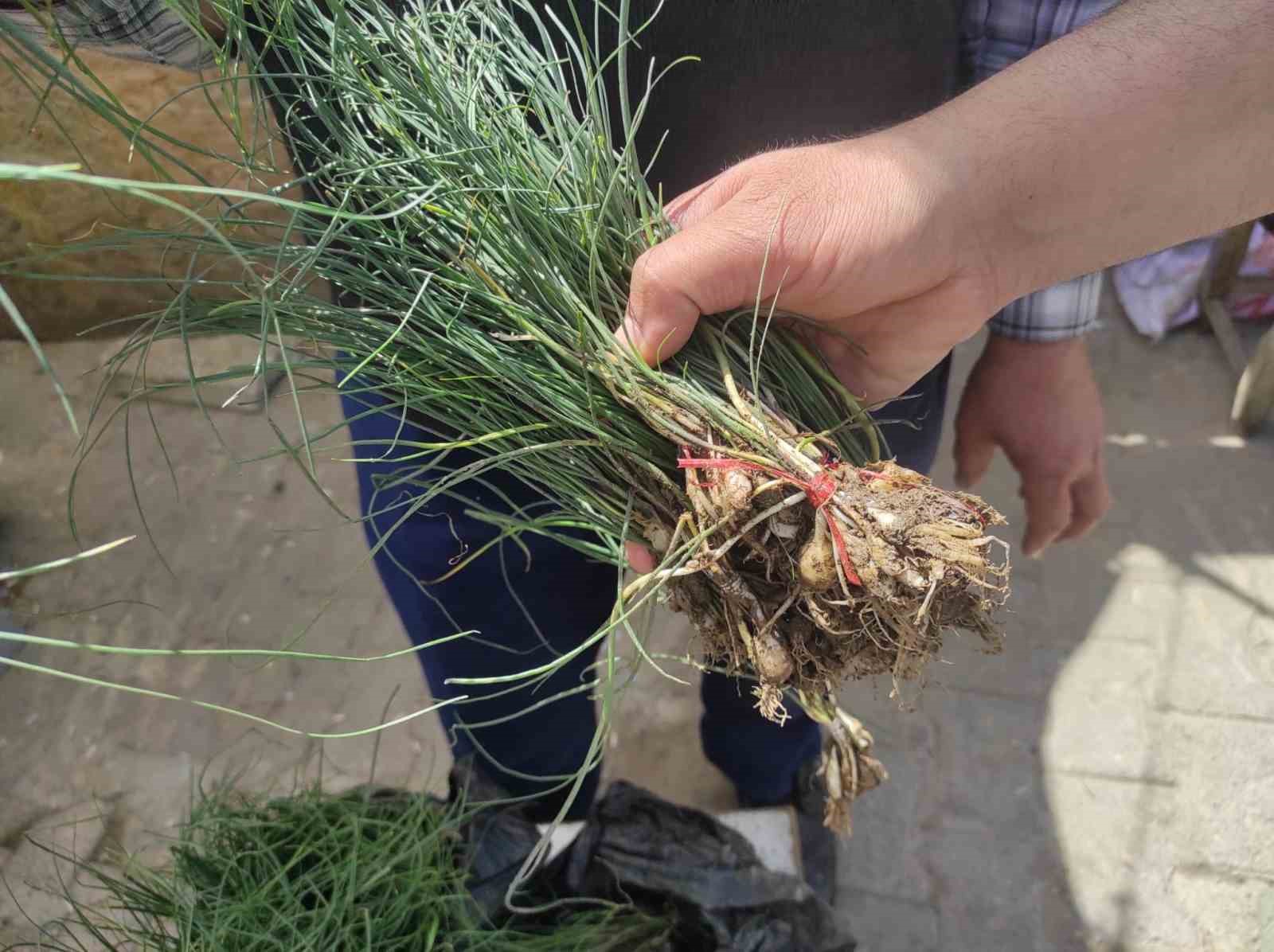 Zuzubak otu, k&ouml;yl&uuml;ler i&ccedil;in &ouml;nemli bir gelir kapısı
