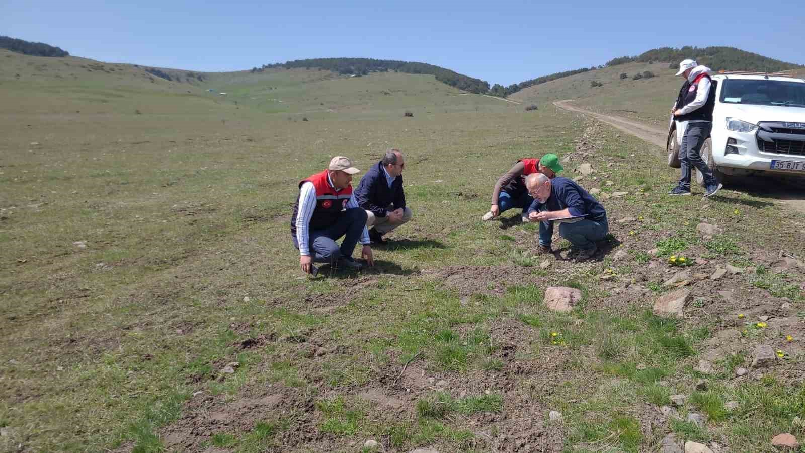 Amasya’nın mera ve yaylalarında otlatma kapasitesi incelemesi