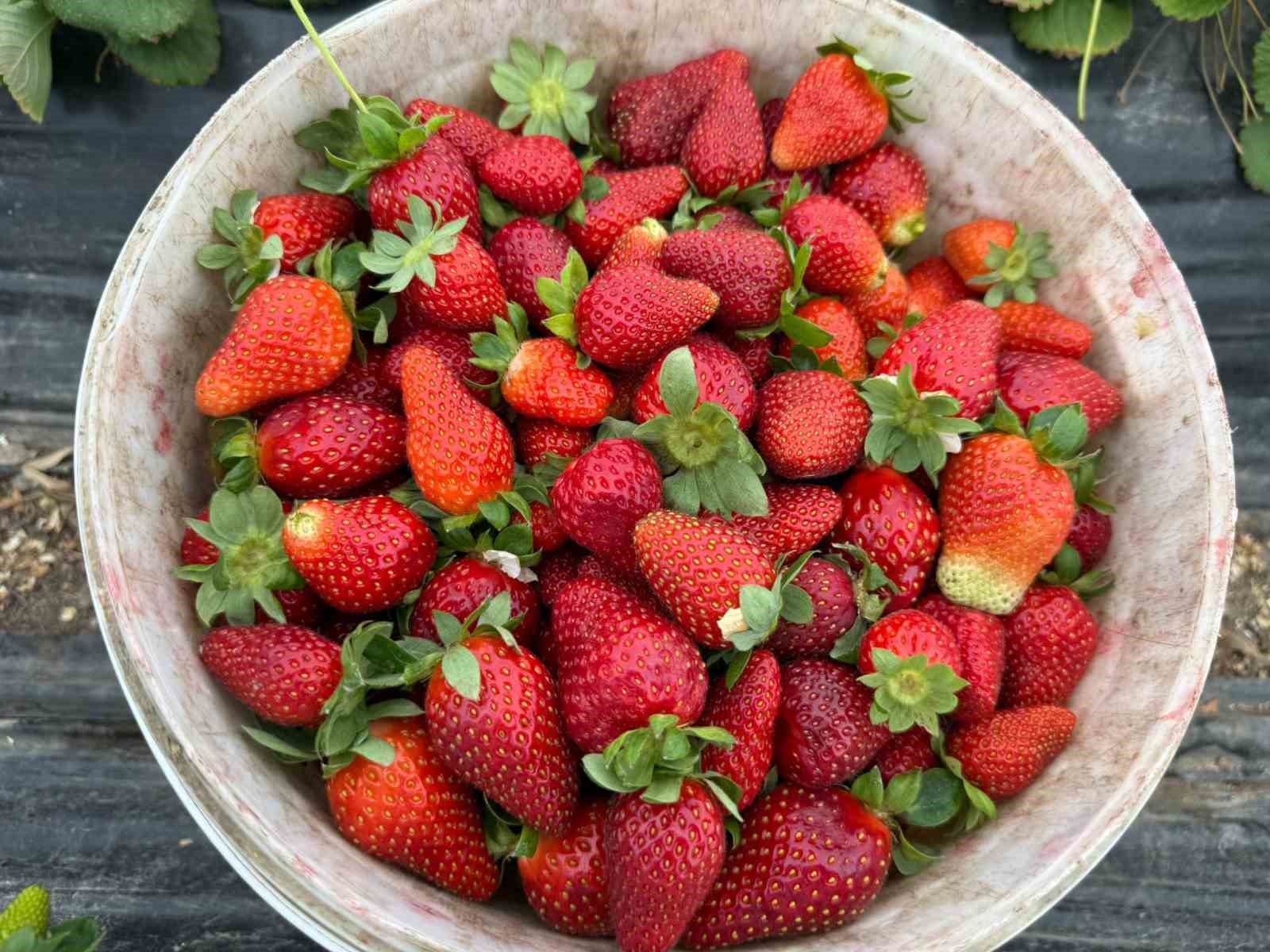 Tarla ile market rafları arasındaki farka &uuml;retici bile inanamıyor
