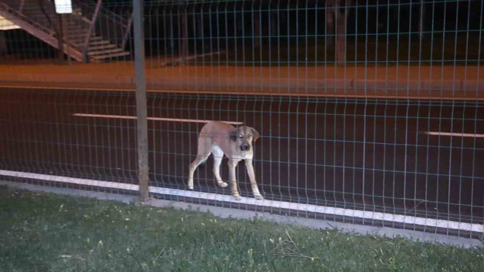 K&ouml;peğe &ccedil;arpmamak i&ccedil;in manevra yapınca takla attı: 2 yaralı
