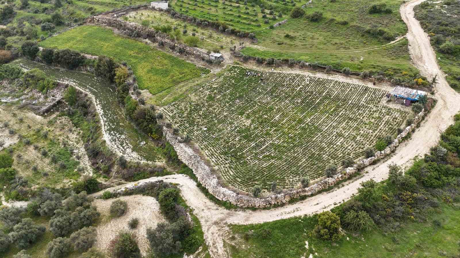 Sofraların vazge&ccedil;ilmezi zahterde bereketli hasat

