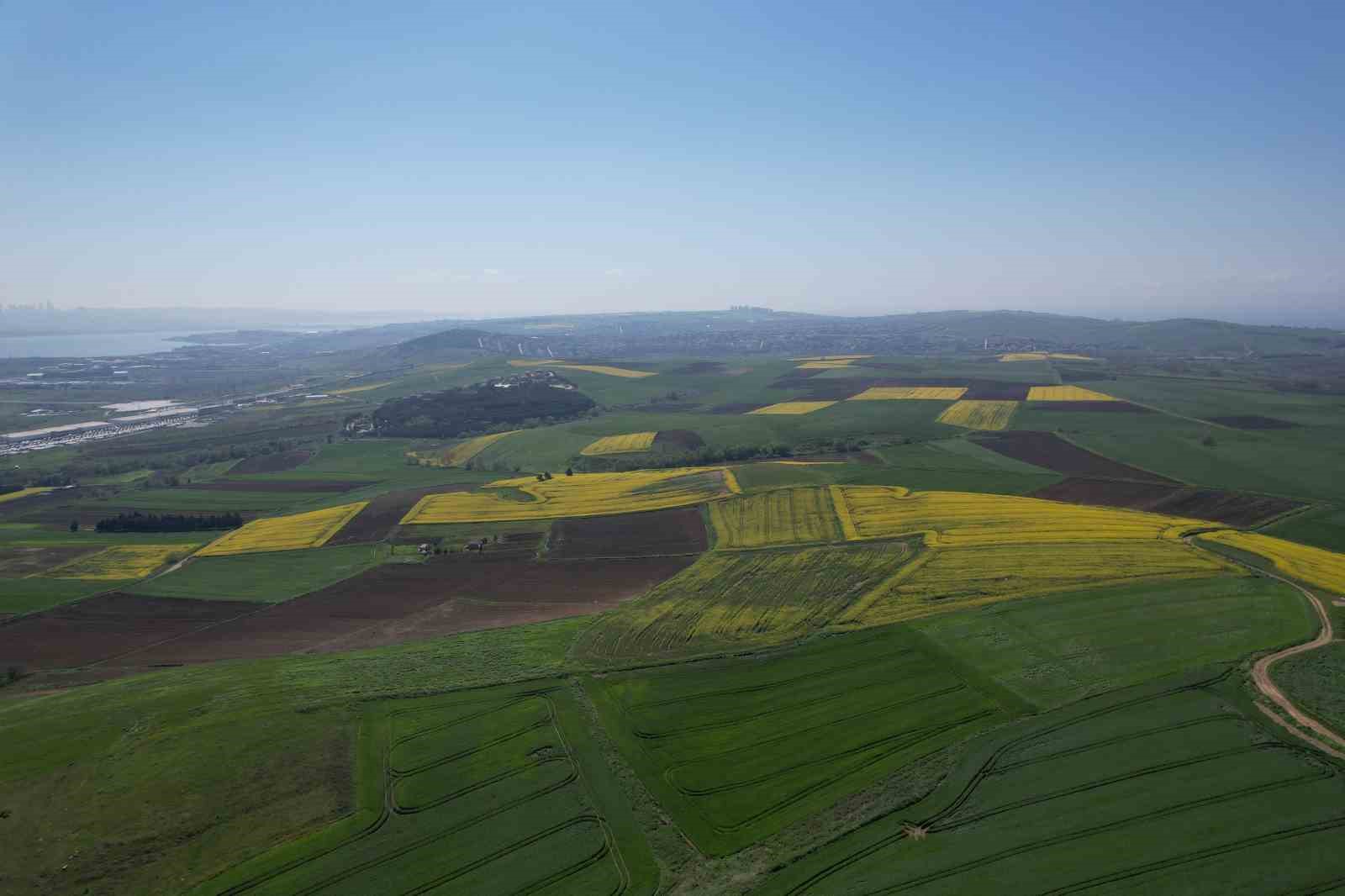 İstanbul&rsquo;da tarlalar sarıya boyandı
