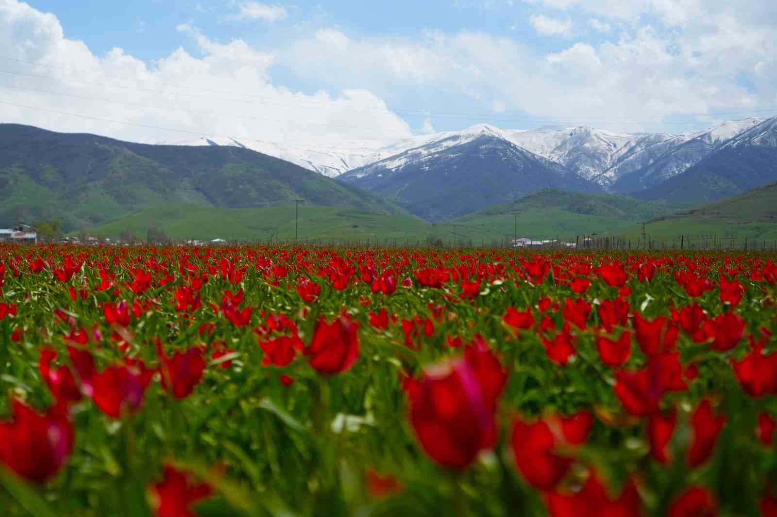Muş lalesi ovayı kırmızıya boyadı
