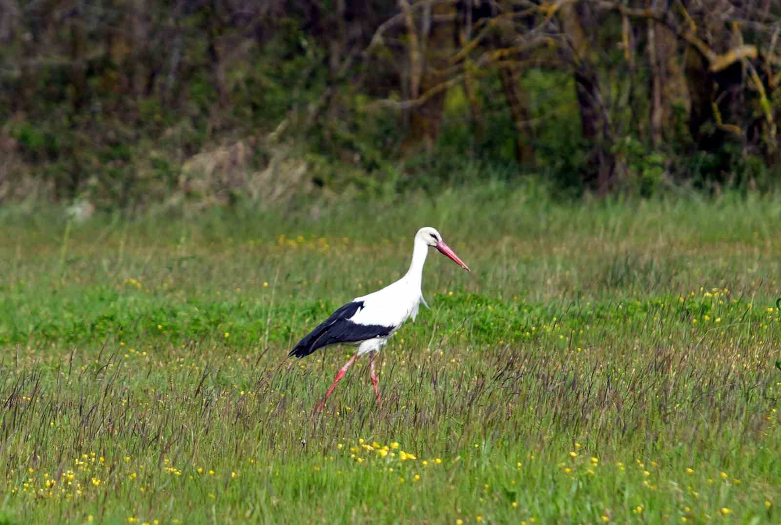 Baharın g&uuml;zelliği deltada: Su papatyaları ve mandalarıyla ziyaret&ccedil;ilerin ilgi odağı
