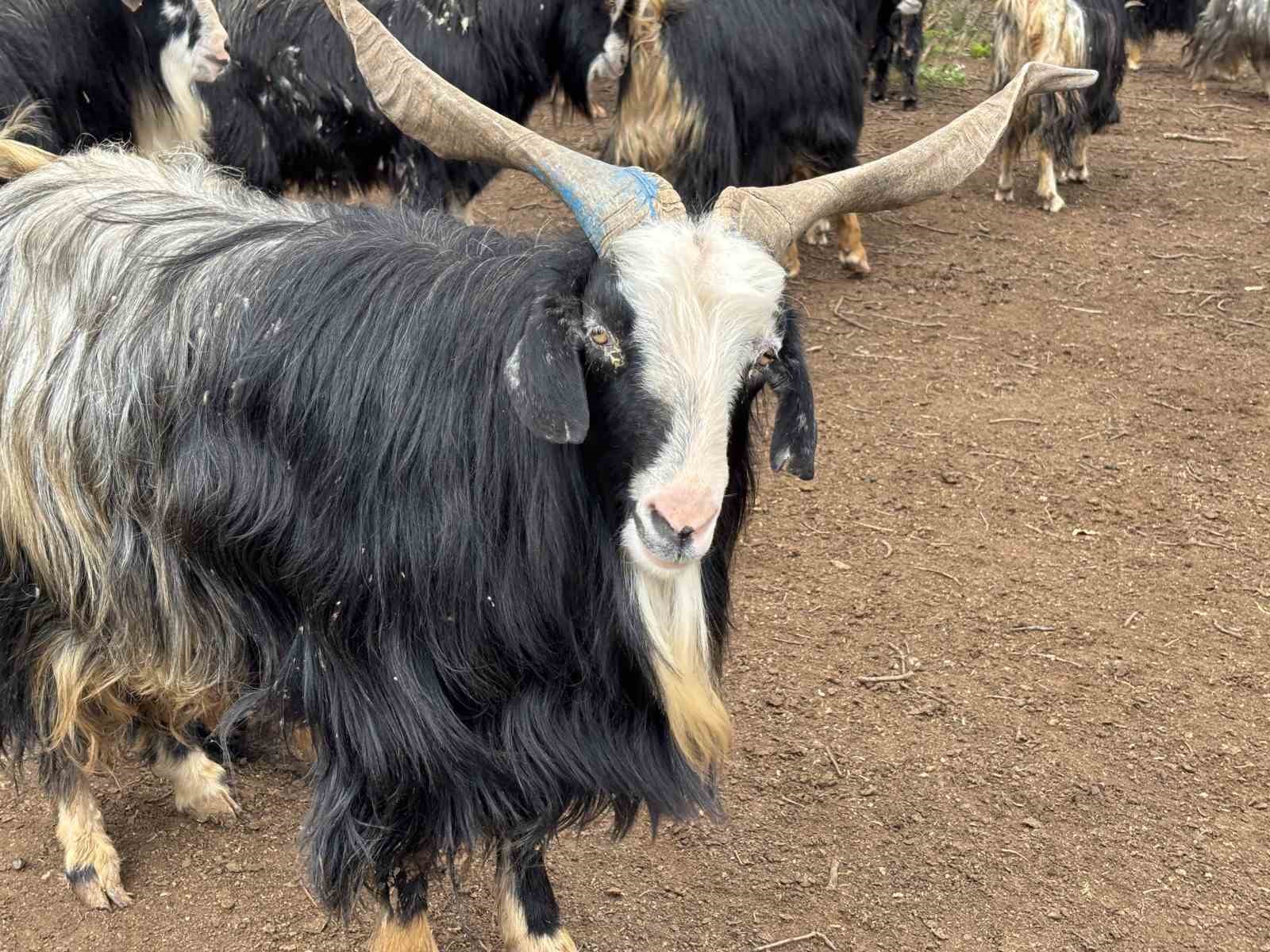Bing&ouml;l&rsquo;de soğuklar yaylaya &ccedil;ıkışı geciktirdi: Hayvanlar besiye alındı

