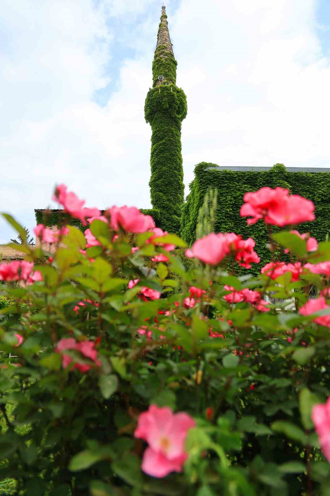 Botanik bah&ccedil;eyi andıran cami, yeniden sarmaşıklarına kavuştu
