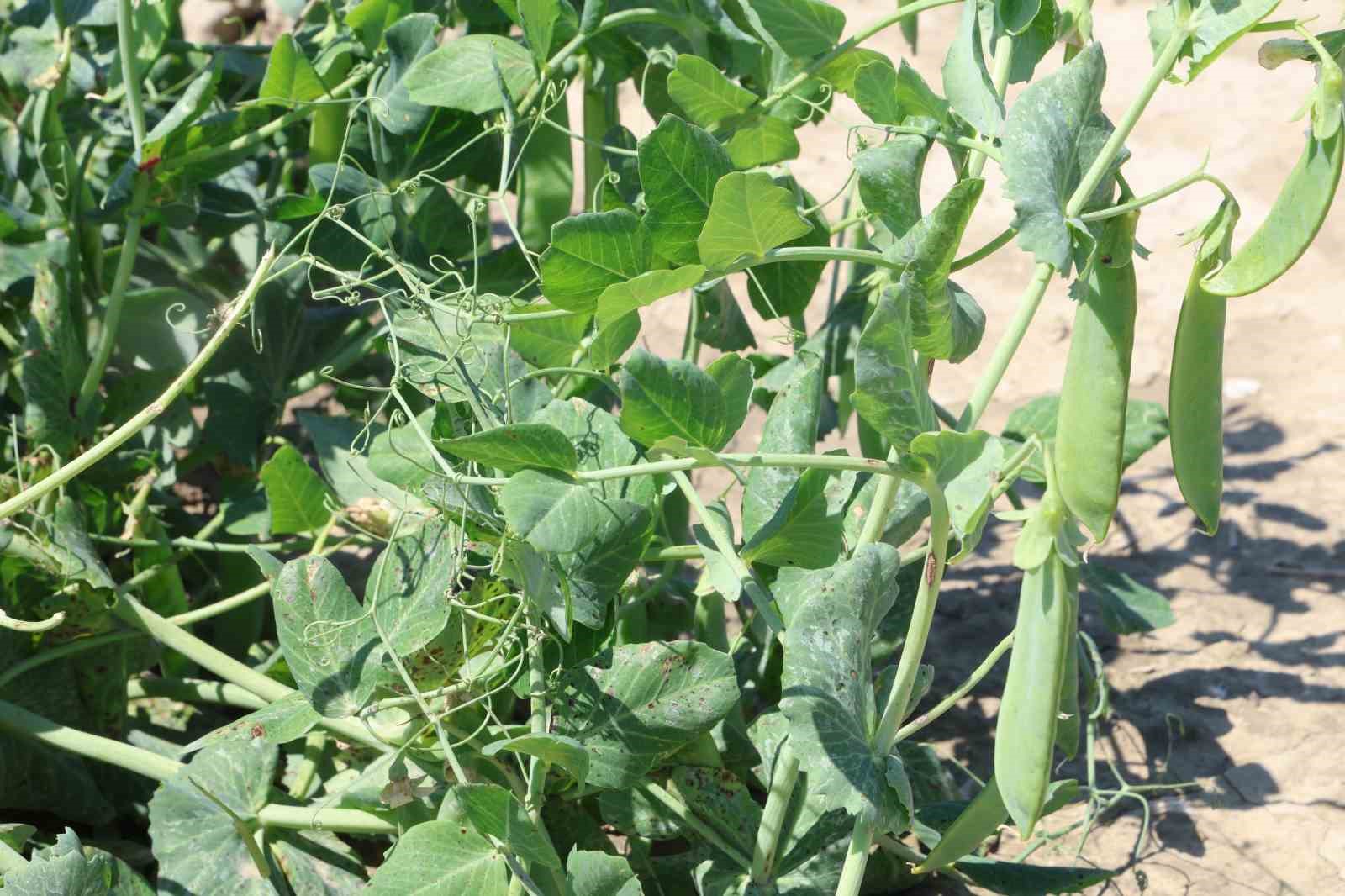 Kozan bezelyesi g&ouml;r&uuml;n&uuml;m&uuml;yle Karadeniz hamsisine benzetildi
