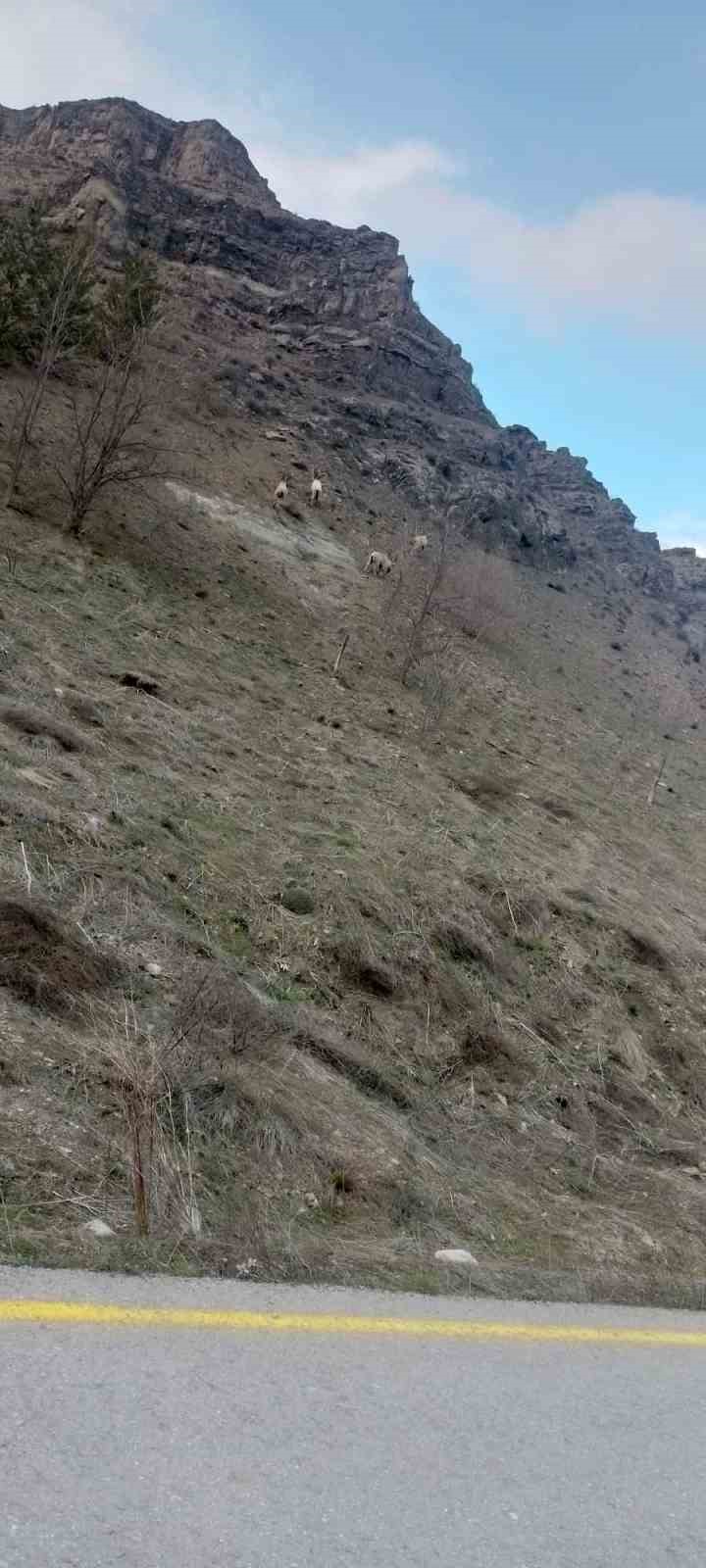 Sivas&rsquo;ta dağ ke&ccedil;ileri muhtarın cep telefonu kamerasına yakalandı
