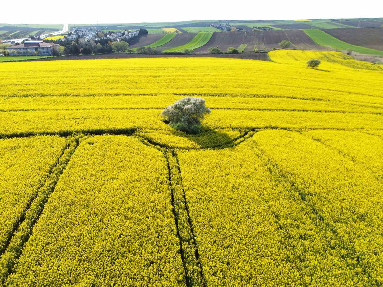 Kırklareli&rsquo;nde kanola tarlaları sarıya b&uuml;r&uuml;nd&uuml;

