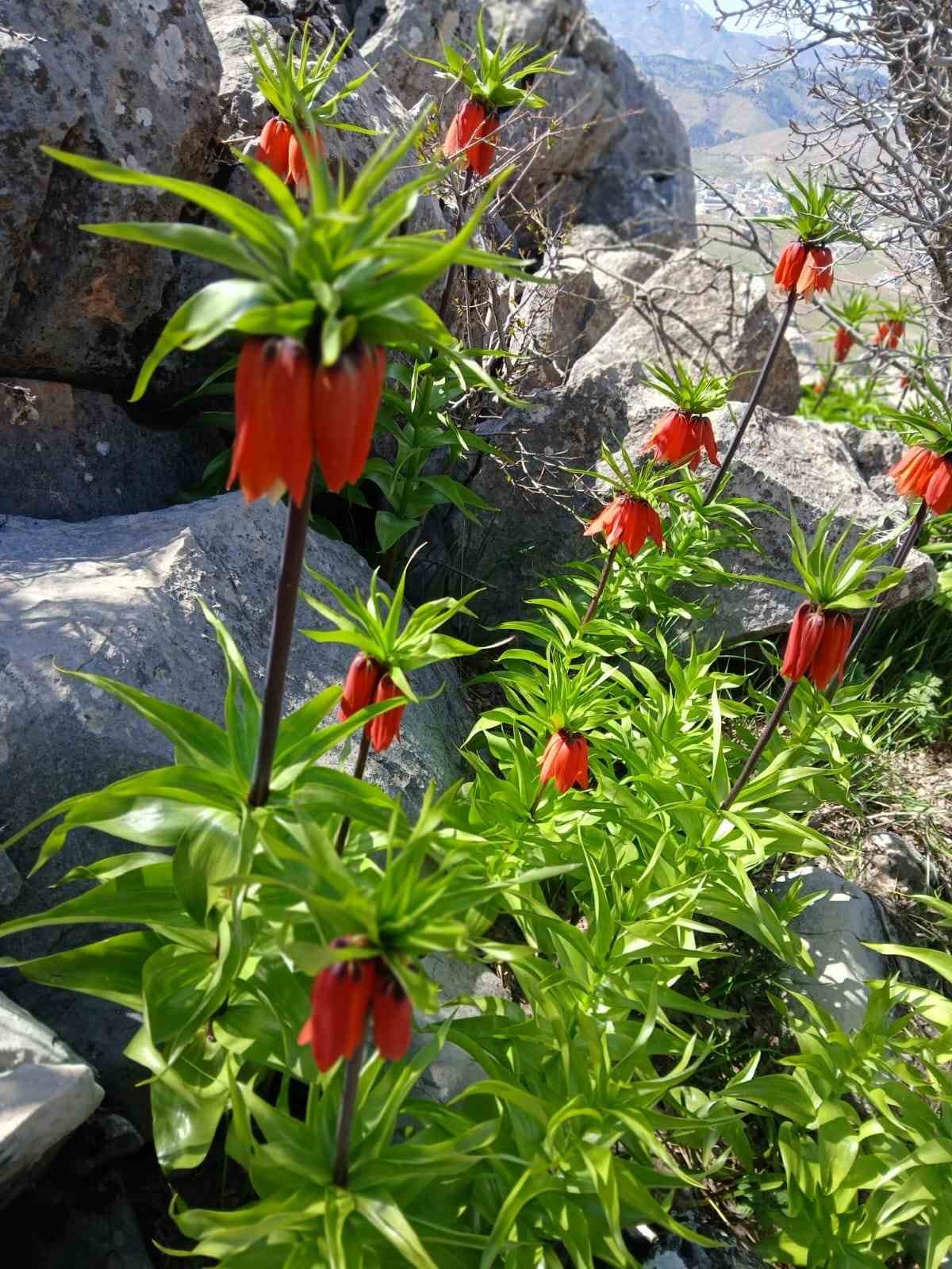 Sincik dağlarında a&ccedil;an ters laleler hayran bırakıyor
