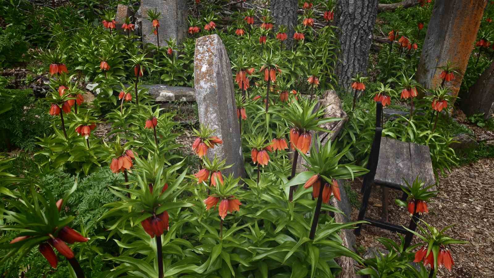 Bitlis&rsquo;te a&ccedil;an ters laleler g&ouml;rsel ş&ouml;len sunuyor

