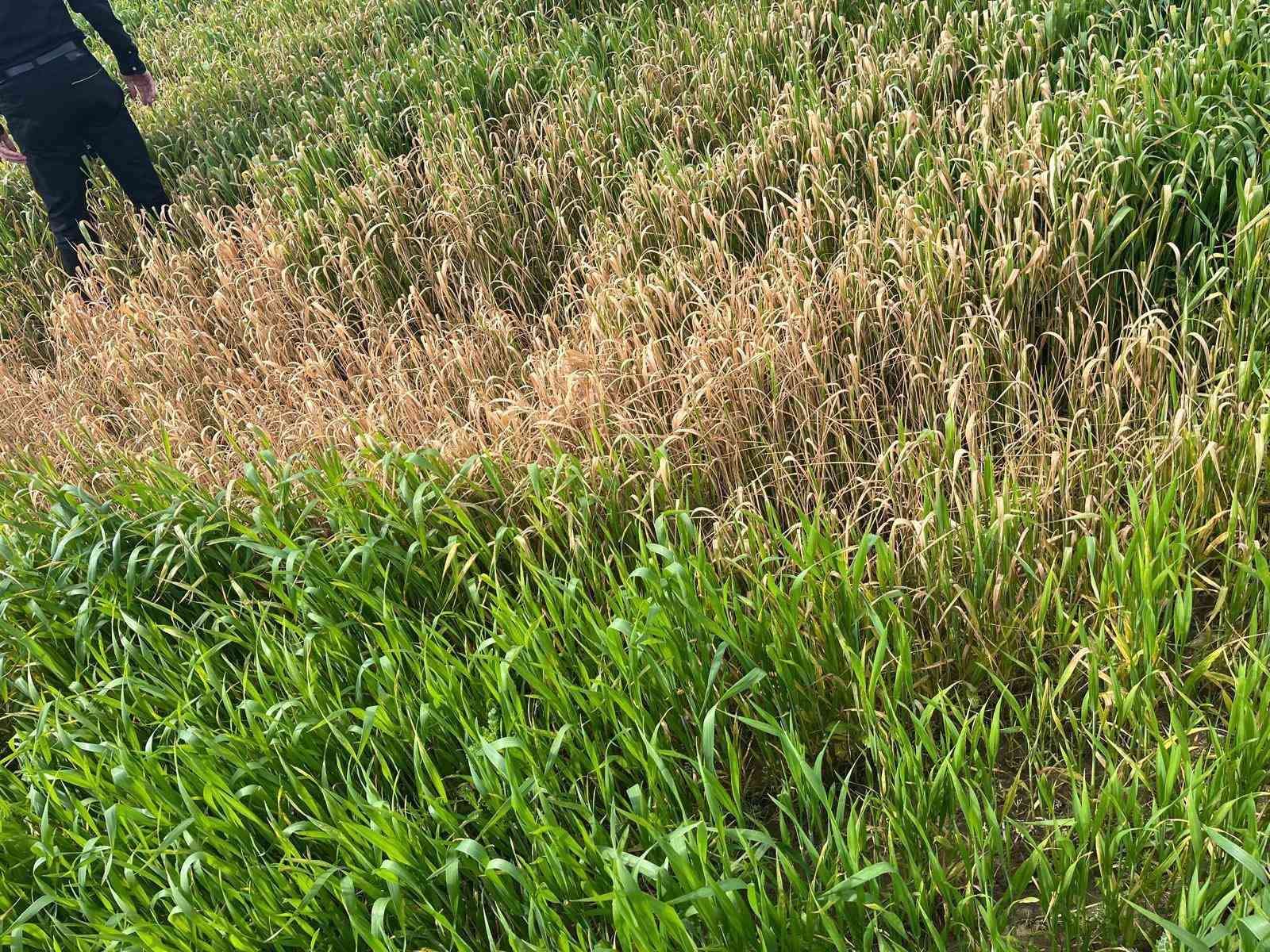 Batman&rsquo;da &ccedil;ift&ccedil;ilere &rsquo;yanlış ila&ccedil;lama&rsquo; uyarısı
