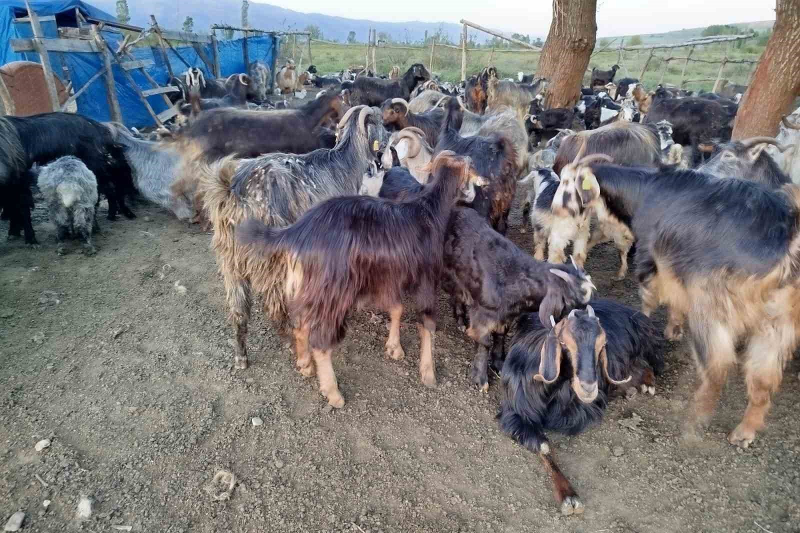 Sattığı ke&ccedil;ilerinin parasını alamayan yaşlı adam, sağlığından da oldu
