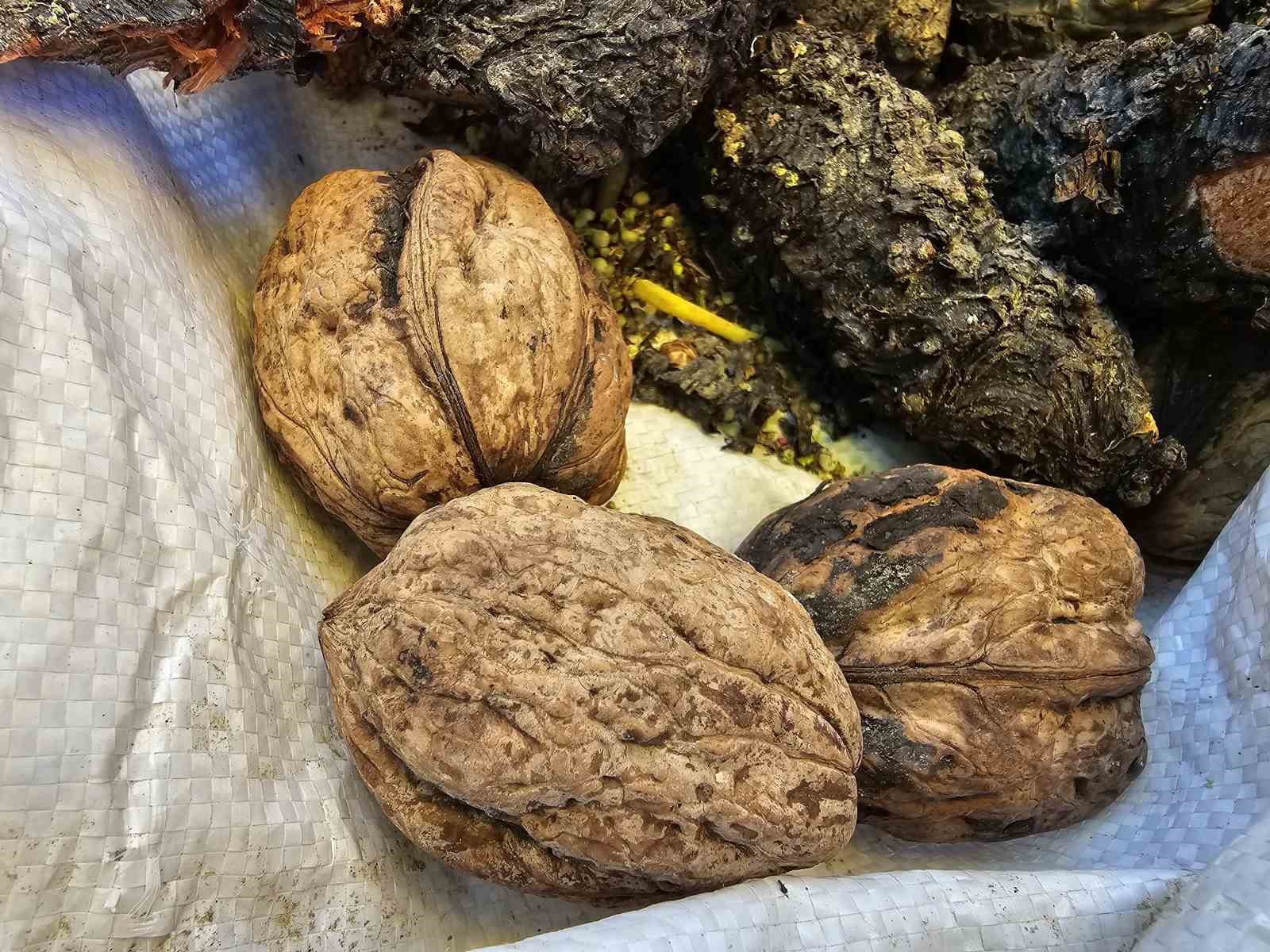 Elazığ&rsquo;da elma b&uuml;y&uuml;kl&uuml;ğ&uuml;nde cevizler ilgi &ccedil;ekiyor
