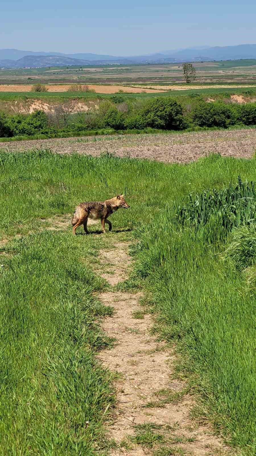 Edirne&rsquo;de a&ccedil; kalan &ccedil;akal k&ouml;ye indi
