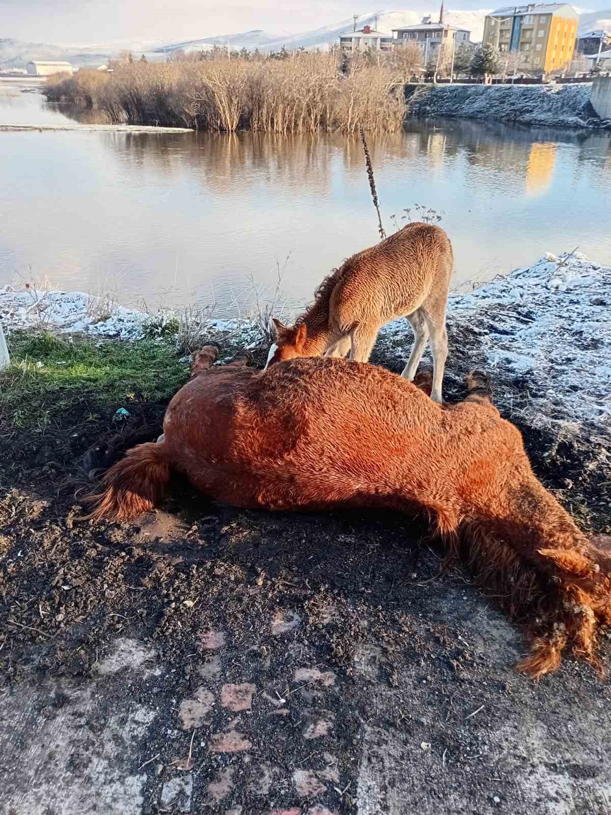 Annesini kaybeden tay, onu h&acirc;l&acirc; emmeye &ccedil;alıştı
