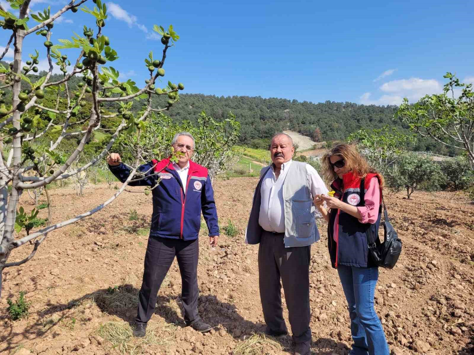 Buharkent’te ilek bahçeleri kontrol edildi