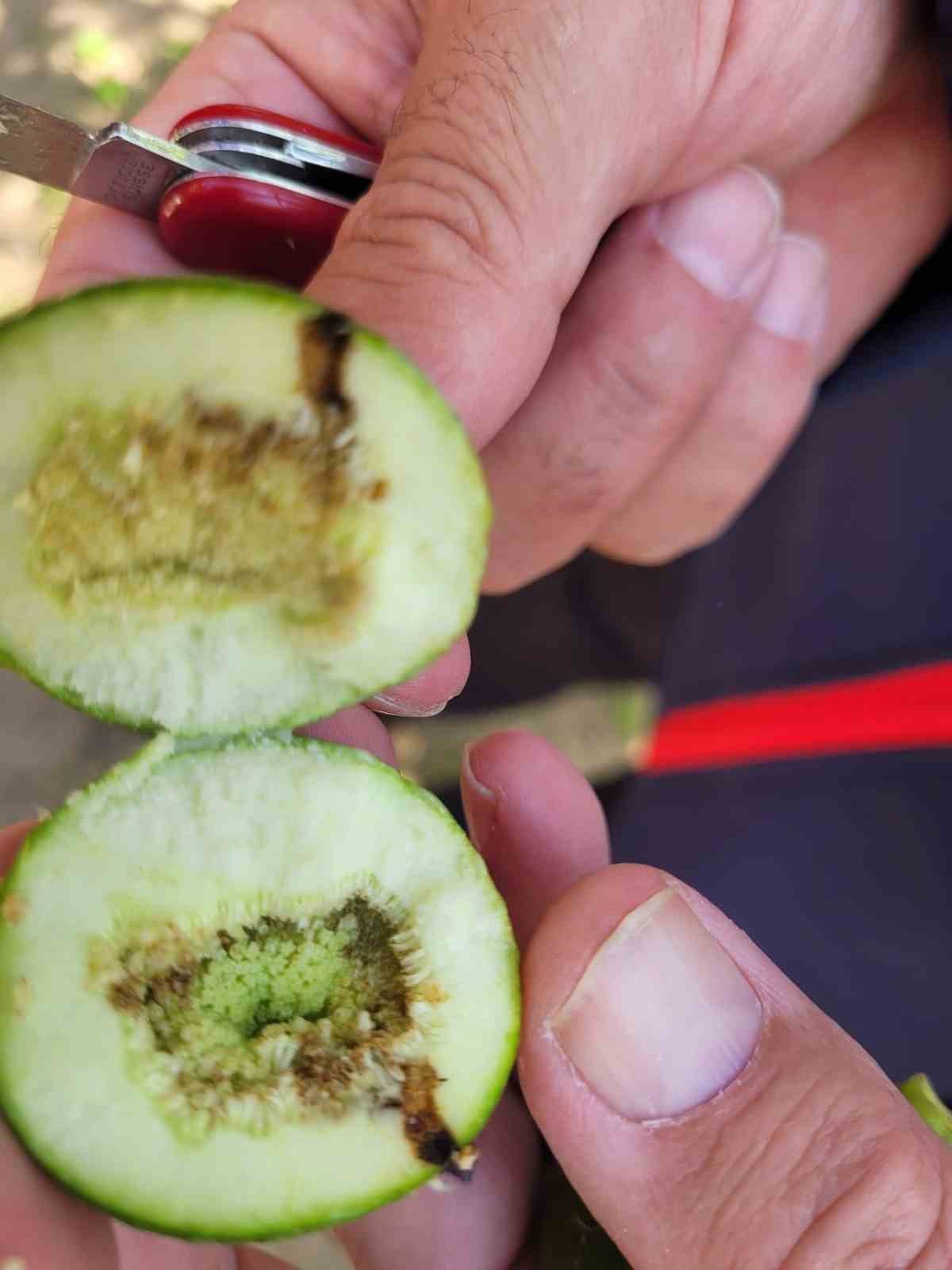 Buharkent&rsquo;te ilek bah&ccedil;eleri kontrol edildi
