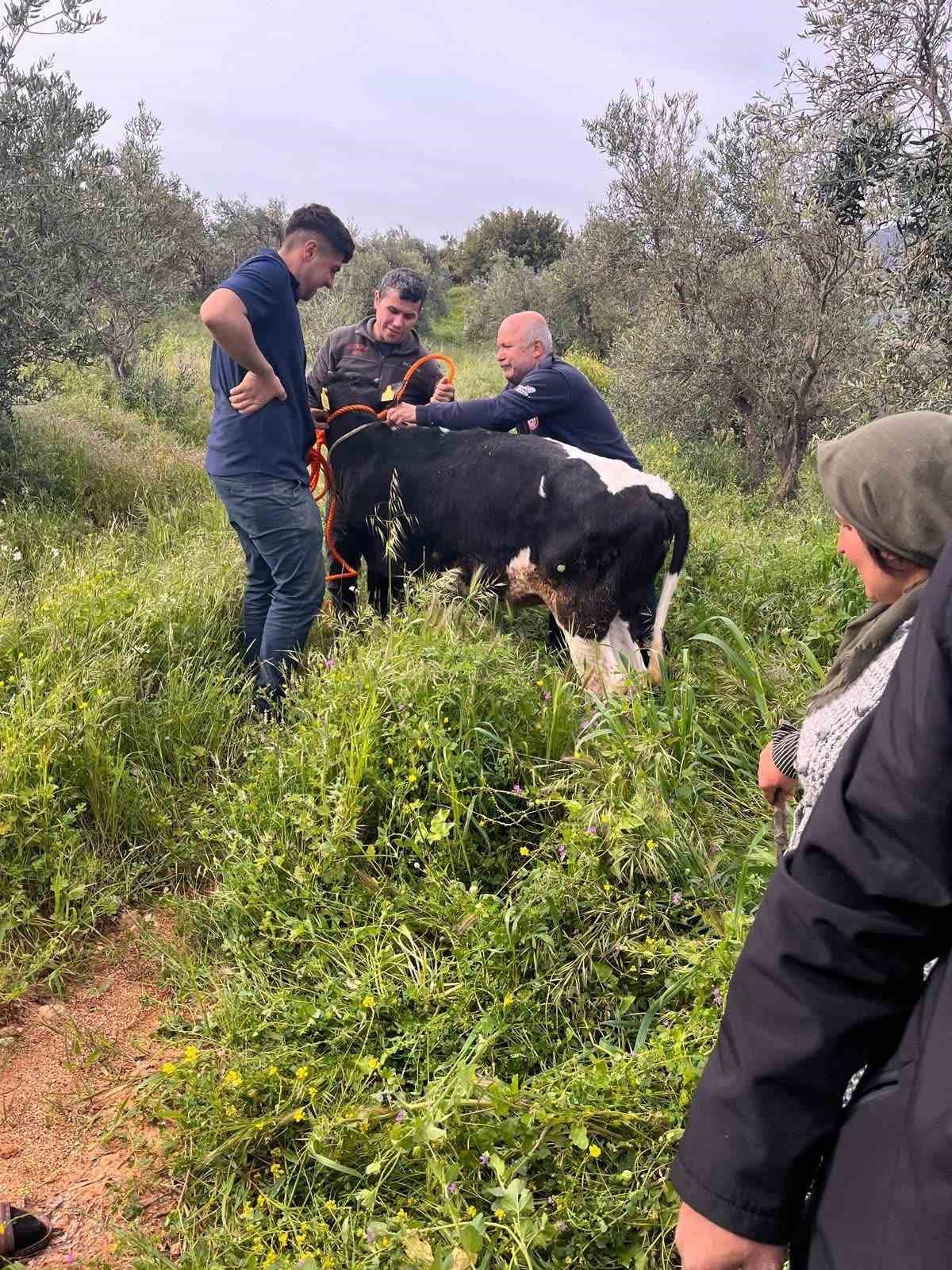 Yayladağı&rsquo;nda g&ouml;lete d&uuml;şen b&uuml;y&uuml;kbaş hayvan kurtarıldı
