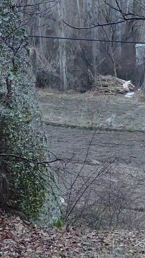 Tortum&rsquo;da nesli t&uuml;kenme tehlikesinde olan vaşak g&ouml;r&uuml;nt&uuml;lendi
