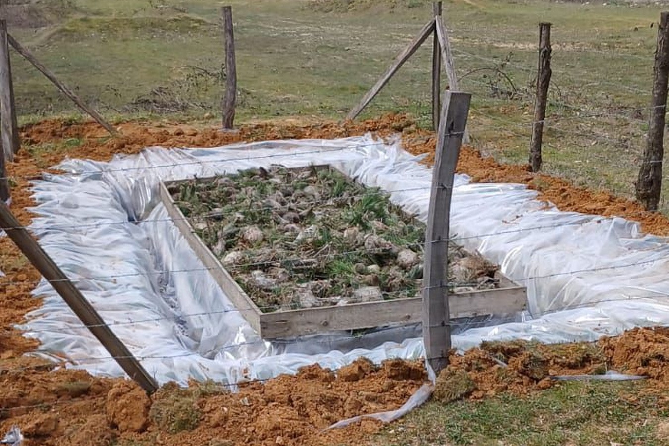 Düzce’de Çam Kese böceğiyle mücadele başladı