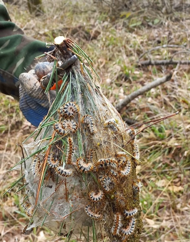 D&uuml;zce&rsquo;de &Ccedil;am Kese b&ouml;ceğiyle m&uuml;cadele başladı

