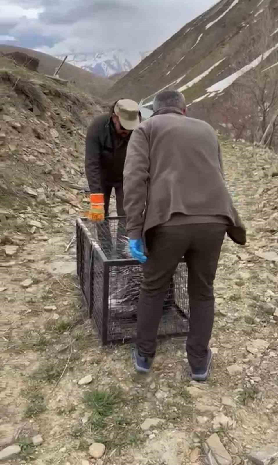 Tedavisi tamamlanan oklu kirpi doğaya salındı
