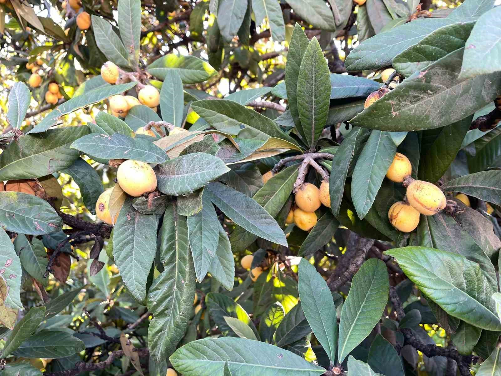 Talep azalınca bedava dağıttı, poşetini alan bah&ccedil;eye koştu
