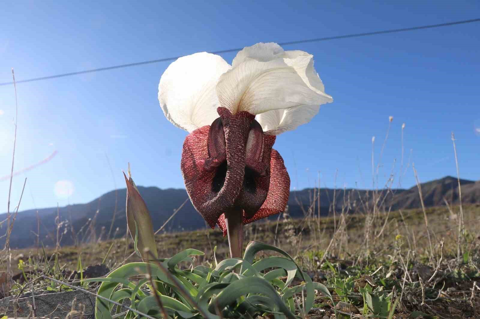Oltu&rsquo;da kurt kulakları meraları s&uuml;sl&uuml;yor
