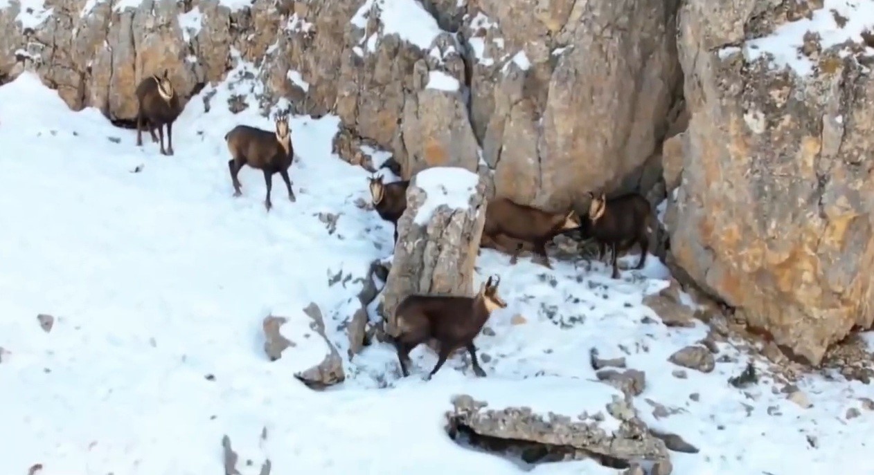 Zirvesi karla kaplı dağda gezinen dağ ke&ccedil;ileri havadan g&ouml;r&uuml;nt&uuml;lendi
