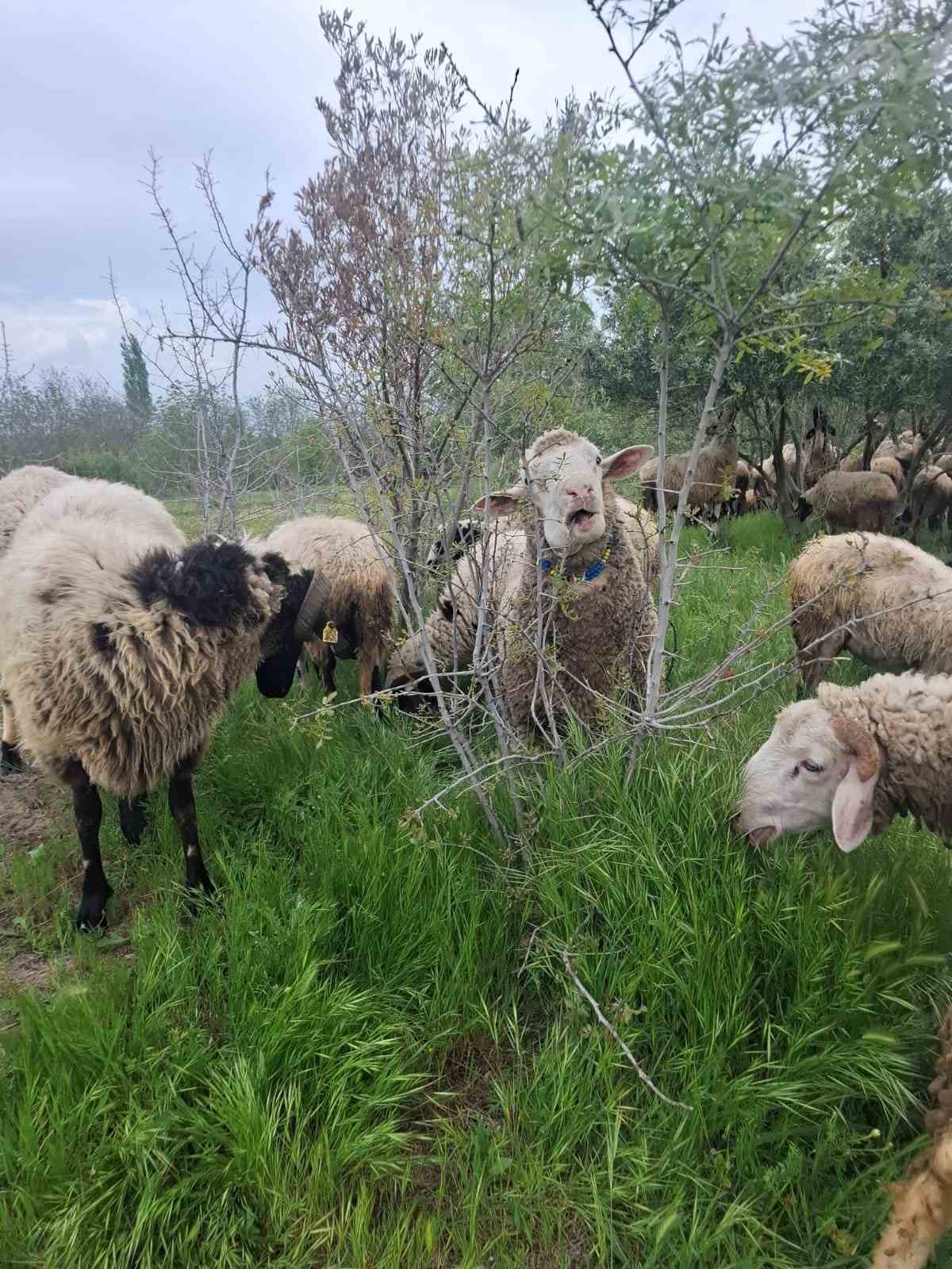 &Ccedil;eşme sakızı ile Fransız ko&ccedil;unu birleştirdi, verimi katladı
