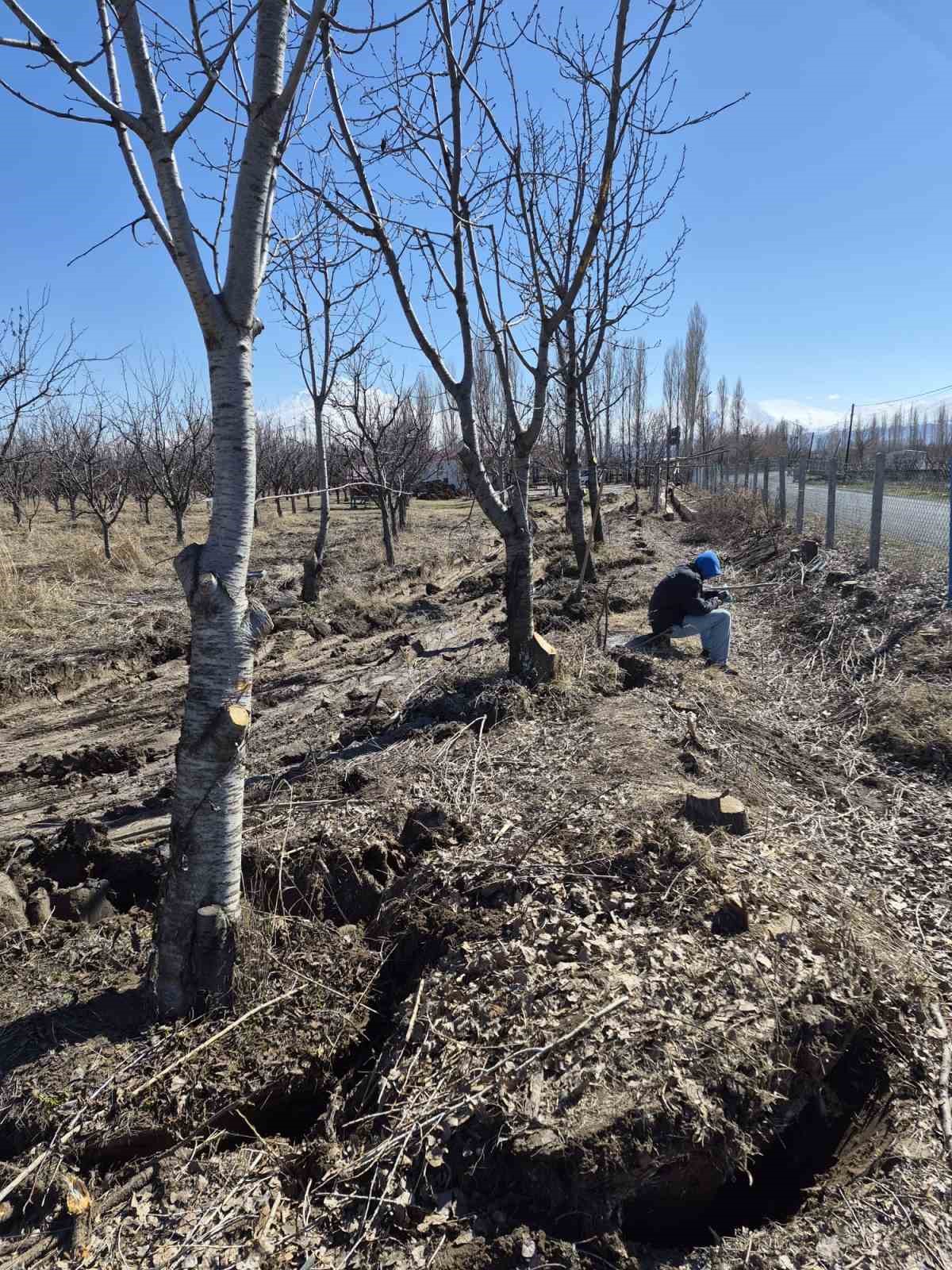 Iğdır&rsquo;da 15-16 yıllık 77 kiraz ağacı taşınarak kesilmekten kurtarıldı
