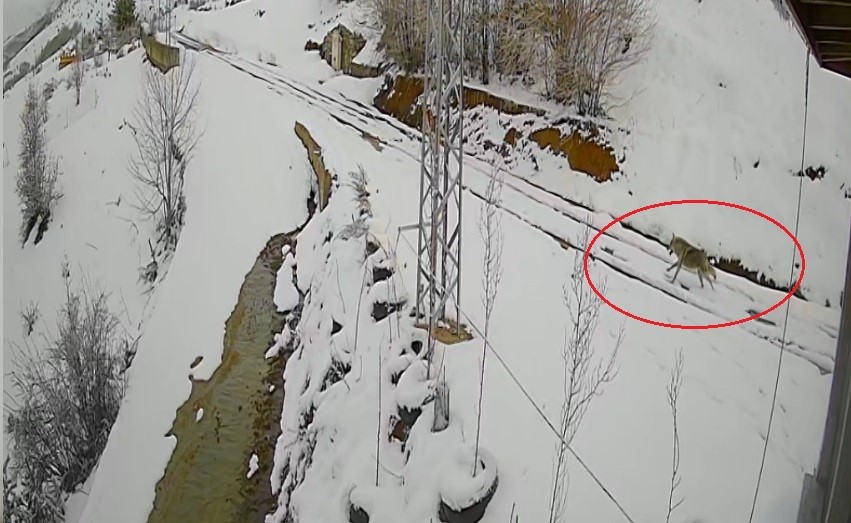 Bayburt&rsquo;ta nefes kesen kovalamaca: Tavşanın kurdu atlattığı anlar kamerada
