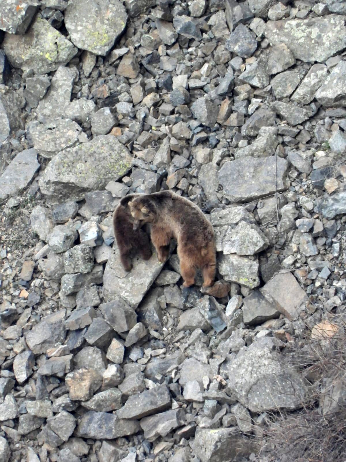 Kış uykusundan uyanan ayı ailesi kameralara yansıdı
