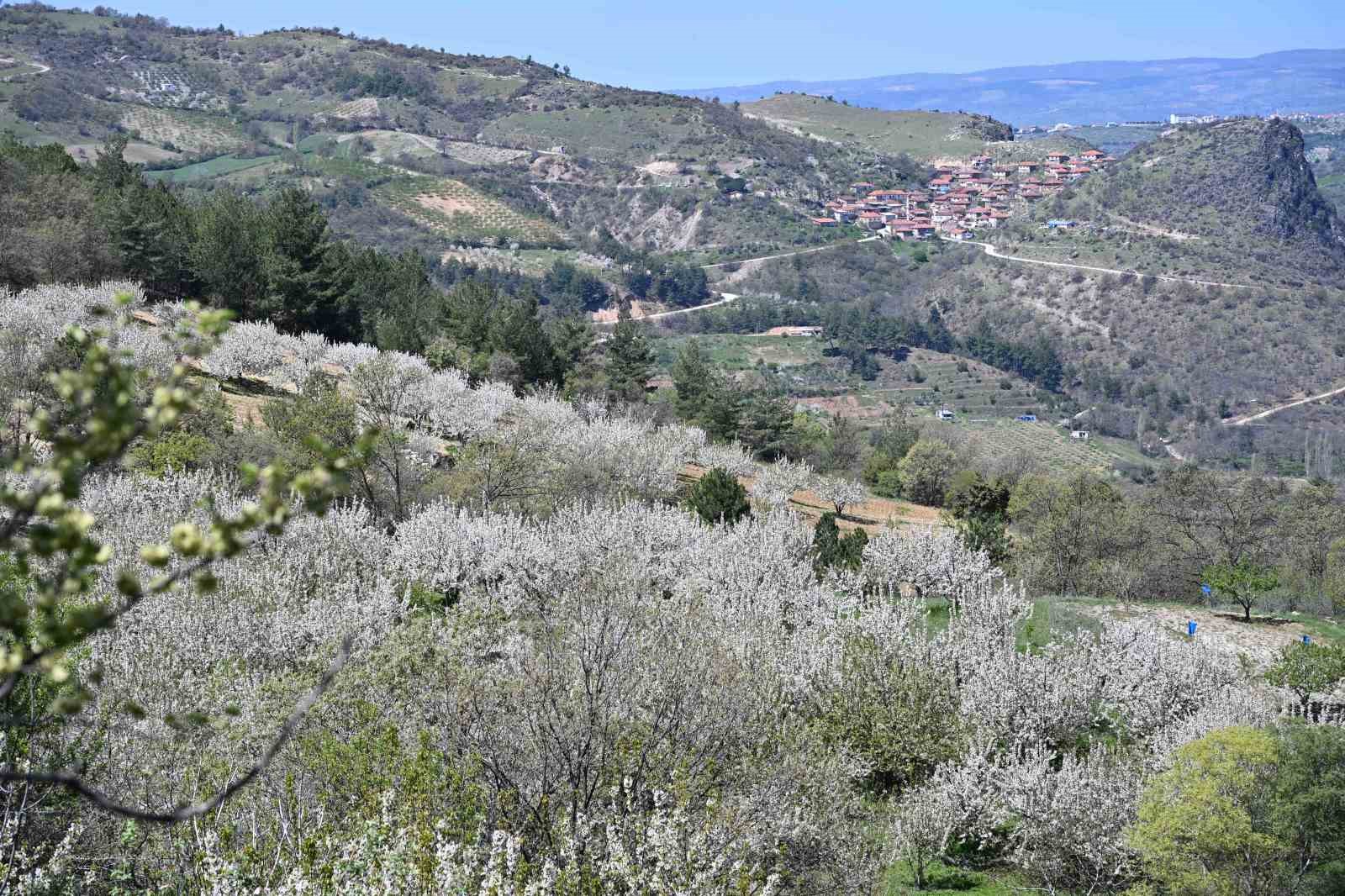 Demirci&rsquo;de 800 bin kiraz ağacı &ccedil;i&ccedil;ek a&ccedil;tı
