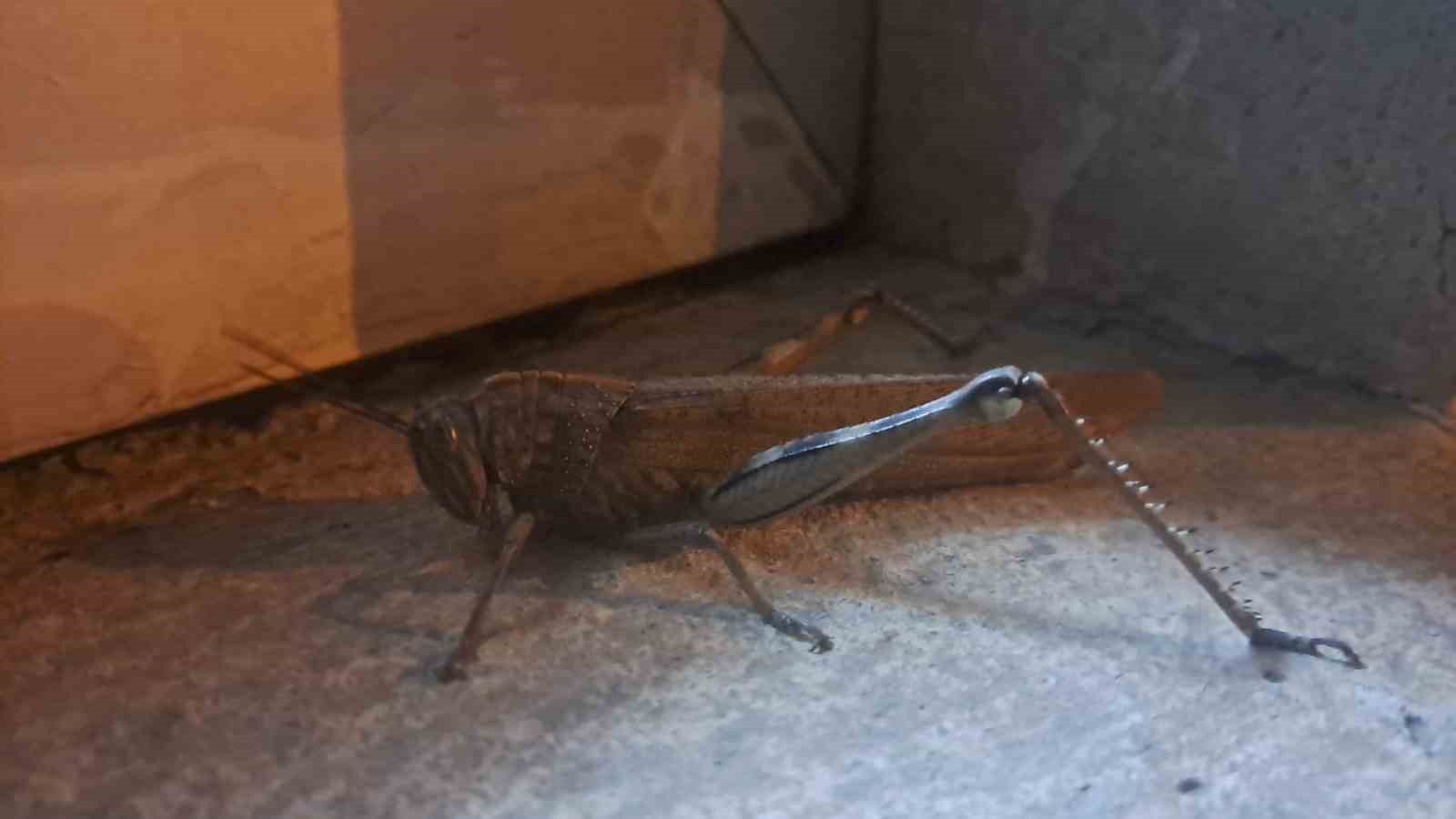 G&ouml;ren bir daha baktı, boyutu şaşkınlık oluşturdu
